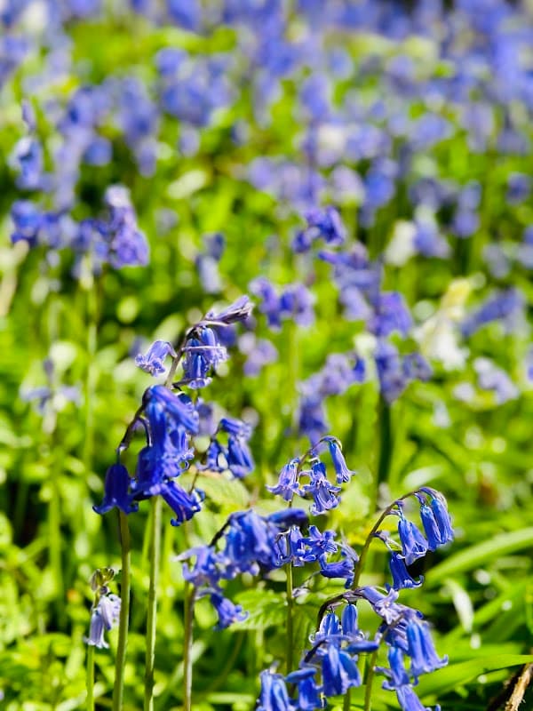 Spen Bottoms - Nature Reserves in cleckheaton