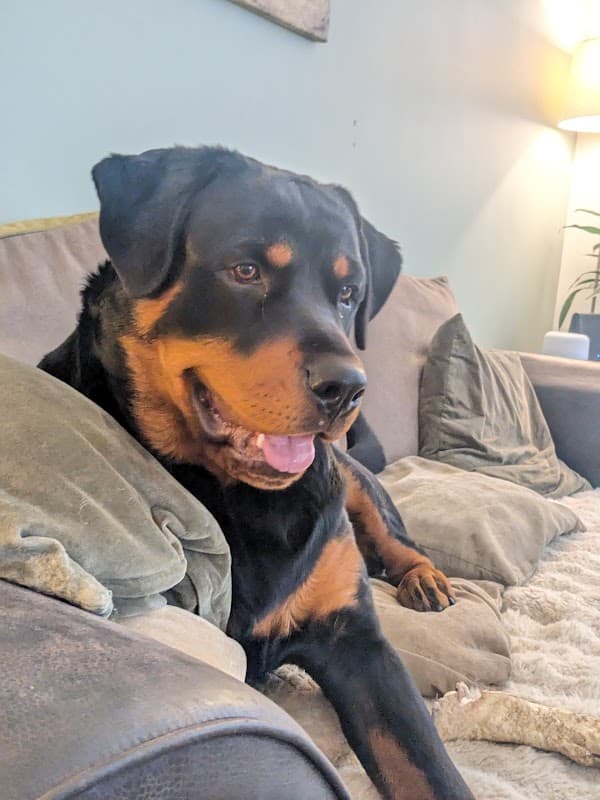 Vets for Pets - Leeds Colton - Vets in colton