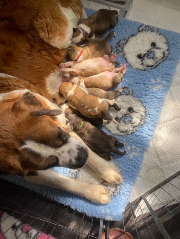 K9 Krazee - Vets in conisbrough