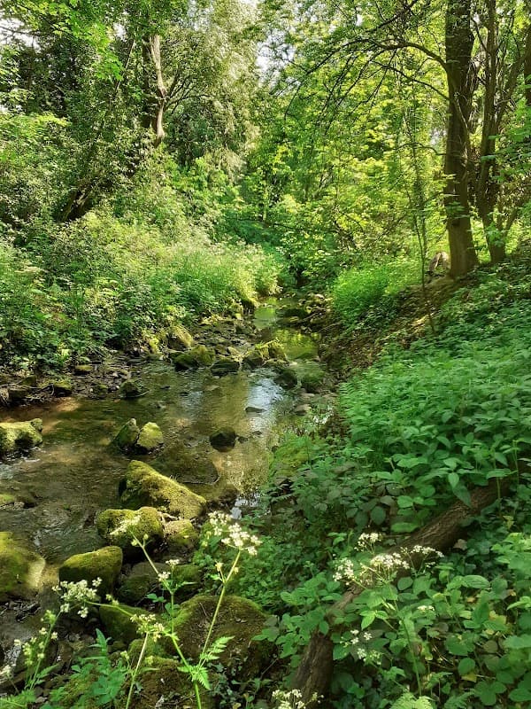 Lush green landscape with a small stream flowing through moss-covered rocks and dense vegetation in Conisbrough, Yorkshire.
