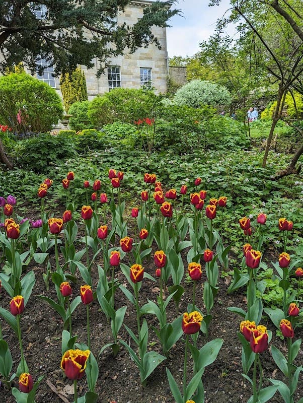 Vibrant tulips in red and yellow bloom in a lush garden, with a historic building and greenery in the background.