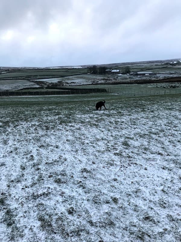 A dog walking in a snowy field with rolling hills and a cloudy sky in the background.