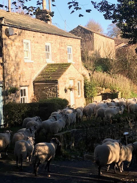 A stone cottage surrounded by grazing sheep on a sunny day in Crackpot, North Yorkshire.