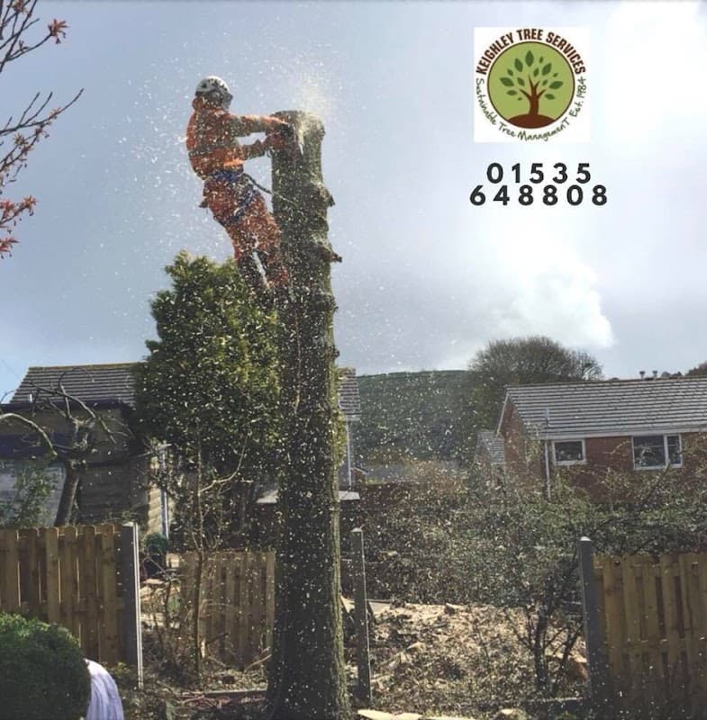 Tree service worker in safety gear trimming a tall tree, with houses and a logo in the background.