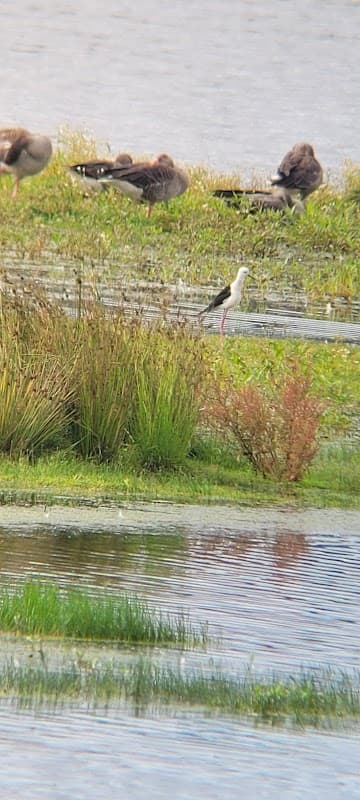 A wetland area with grasses, water, and birds, including a white bird with long legs among grazing geese.