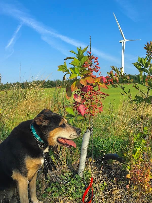 A dog sits beside a small tree with colorful leaves, a wind turbine visible in the background against a blue sky.