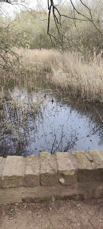 A tranquil pond surrounded by tall grasses and trees, with a stone wall in the foreground.