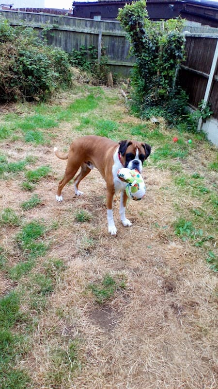 Rase Veterinary Centre - Scawthorpe - Vets in doncaster