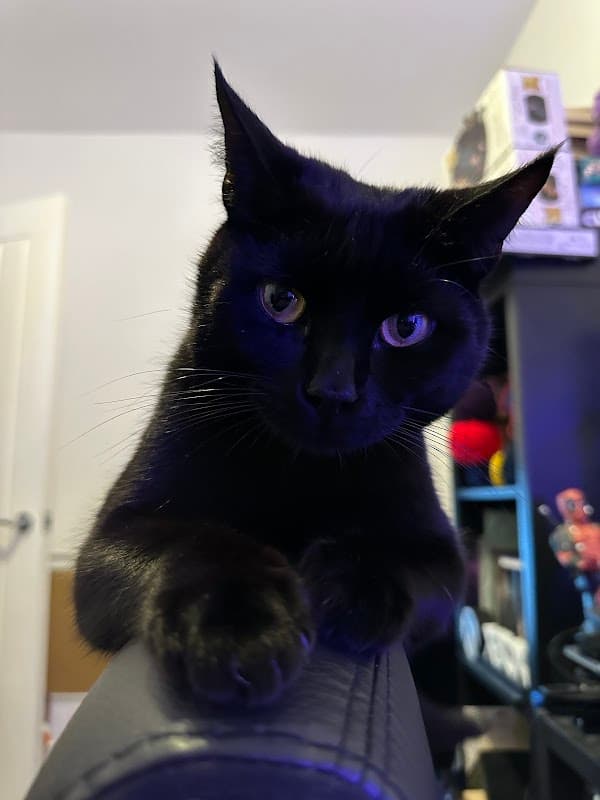 Vets4Pets Doncaster - Vets in doncaster