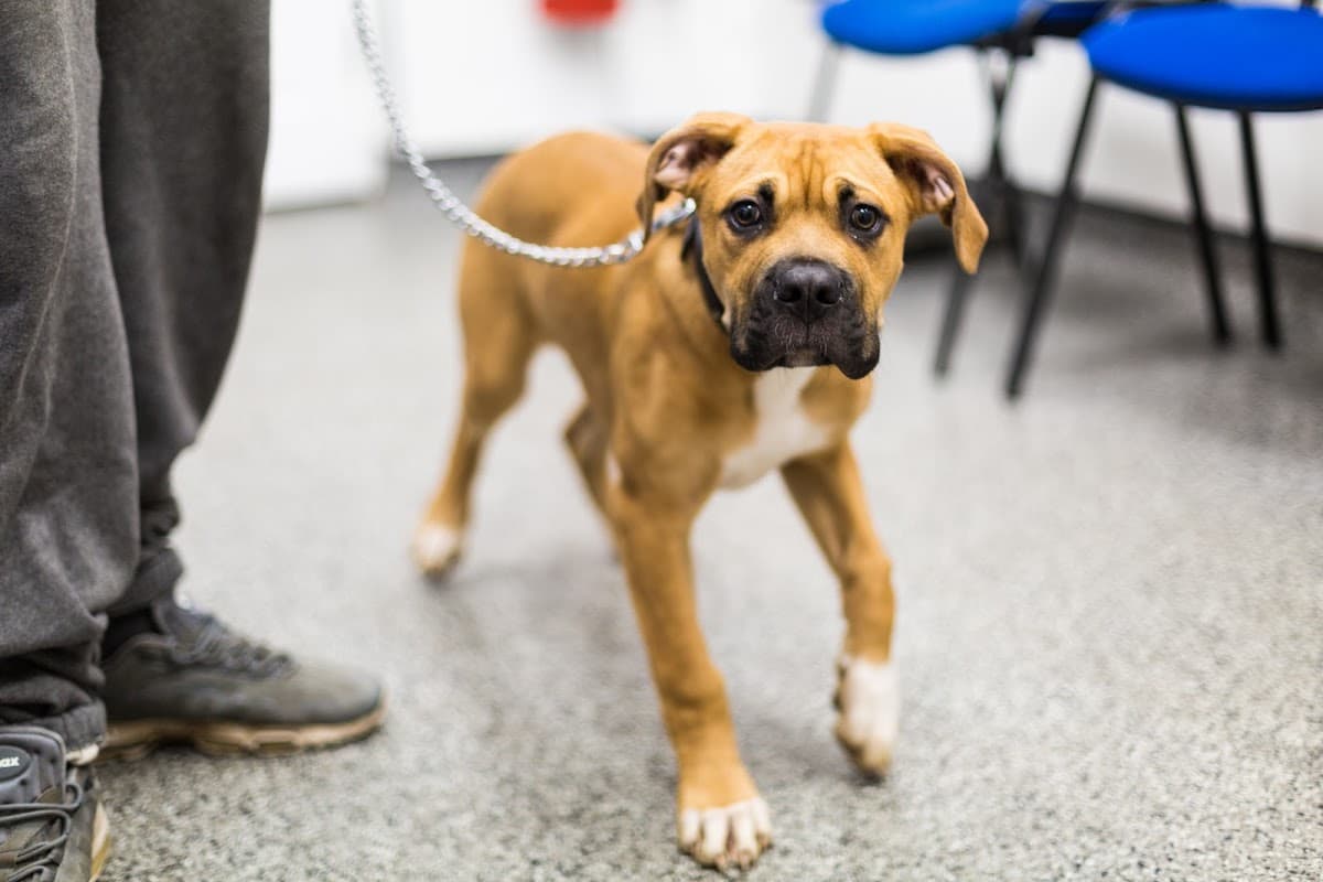 White Cross Vets Balby - Vets in doncaster