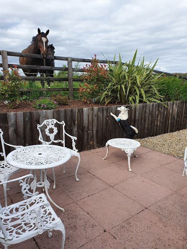 A dog jumps on a white table while two horses peek over a wooden fence, surrounded by greenery at The Beeswing Inn.