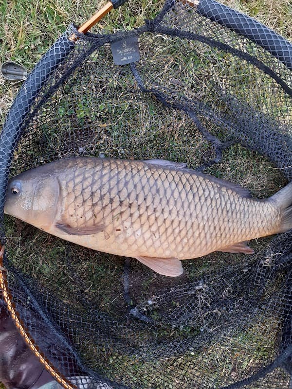 A large fish resting in a fishing net, surrounded by grass and a hint of water in the background.