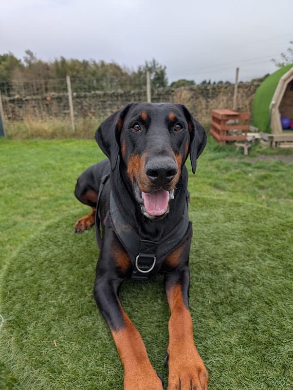 A happy Doberman lying on green grass at Bingley View Dog Park, with a wooden structure and trees in the background.