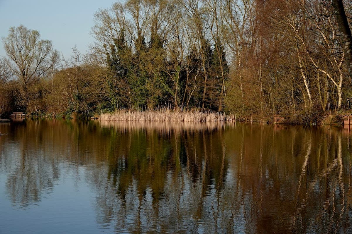 Serene pond reflecting trees and reeds, surrounded by lush greenery in a tranquil Yorkshire landscape.