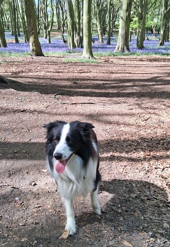 The Pet Vet - Vets in eastwood