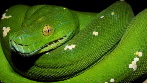 Ark Vet Practice, Killamarsh - Vets in eckington