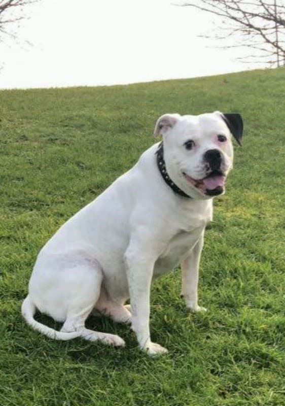 Vets for Pets - Sheffield Drakehouse - Vets in eckington