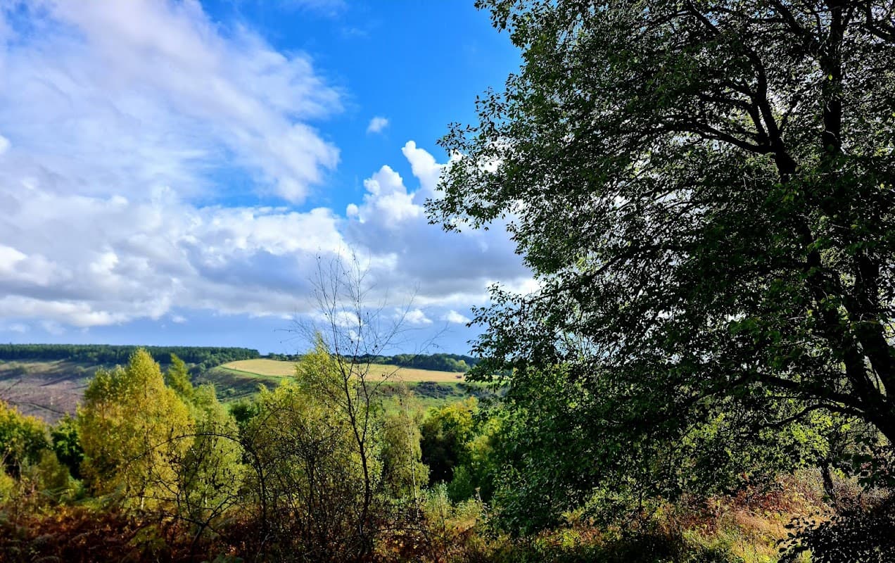 Lush green trees and rolling hills under a bright blue sky with scattered clouds in Lower Dalby Forest, Yorkshire.