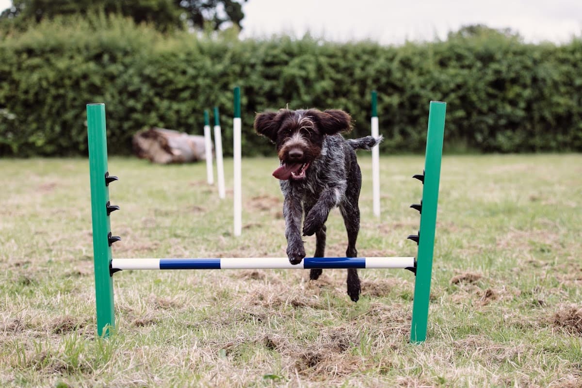 A dog jumps over an agility hurdle in a grassy field surrounded by green hedges.