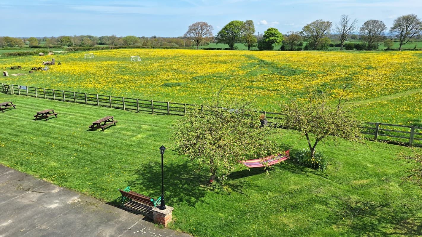 Vibrant yellow dandelion field, picnic benches, trees, and a hammock under a clear blue sky at Osprey Meadow, Exelby.