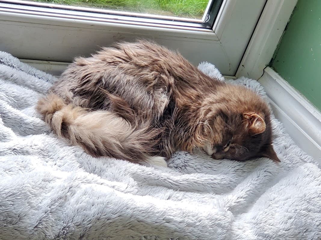 White Cross Vets - Vets in farsley