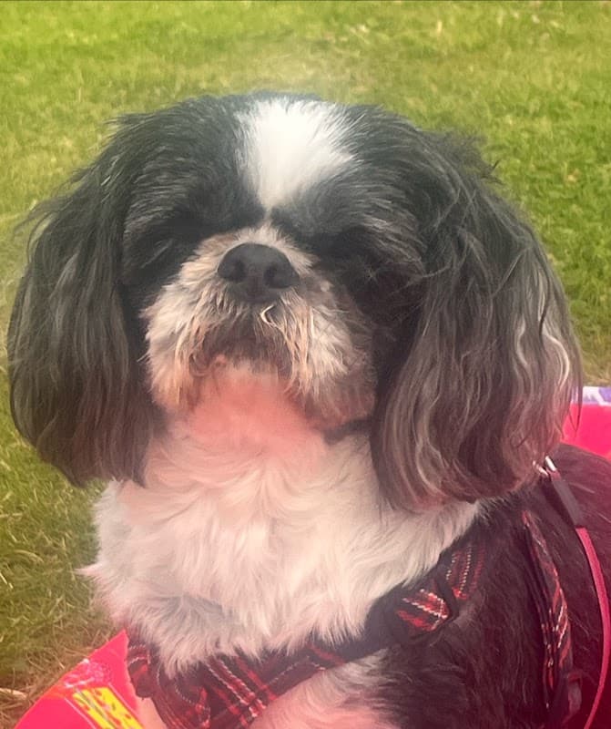 Filey Veterinary Practice - Vets in filey