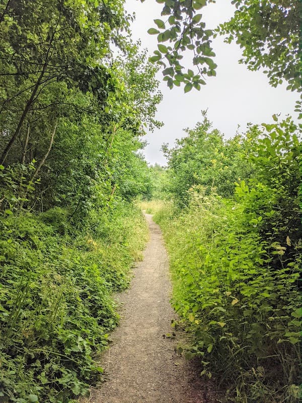 A narrow path winding through lush greenery and trees in Fitzwilliam Country Park, Yorkshire.