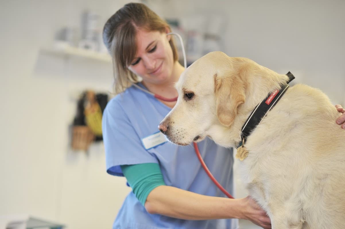 Westwood Vets - Vets in garforth