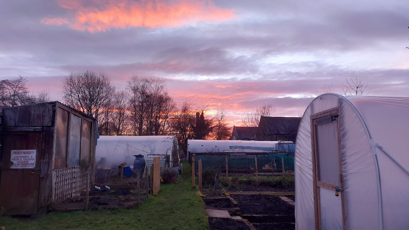 Sunset over allotments with greenhouses, wooden shed, and bare trees against a colorful sky in Glusburn, Yorkshire.