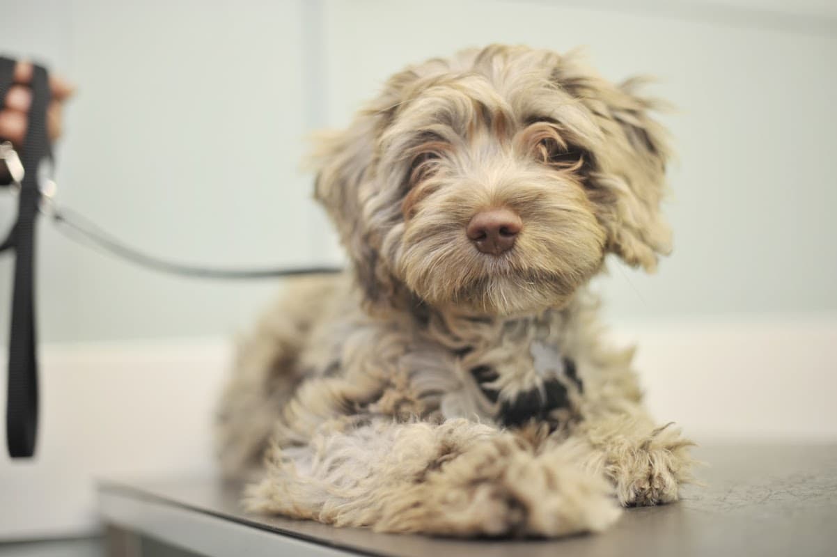 Vermuyden Vets - Vets in goole