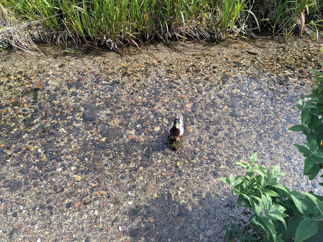 A duck wades through a clear stream surrounded by pebbles and lush green grass.