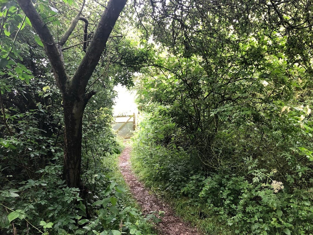 A narrow path surrounded by lush greenery leading to a wooden structure in the distance.