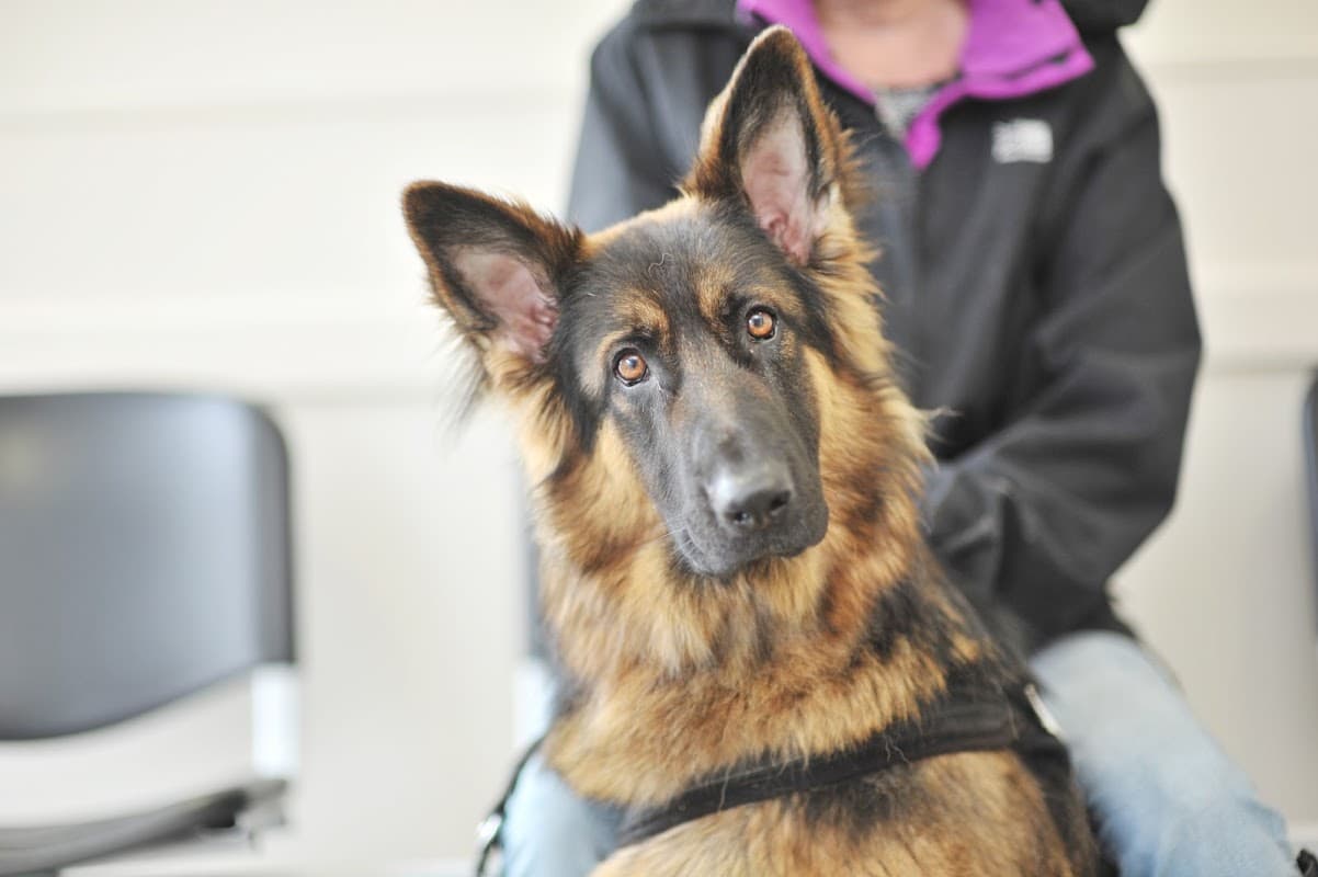 Ark Veterinary Practice - Dronfield - Vets in greenhill