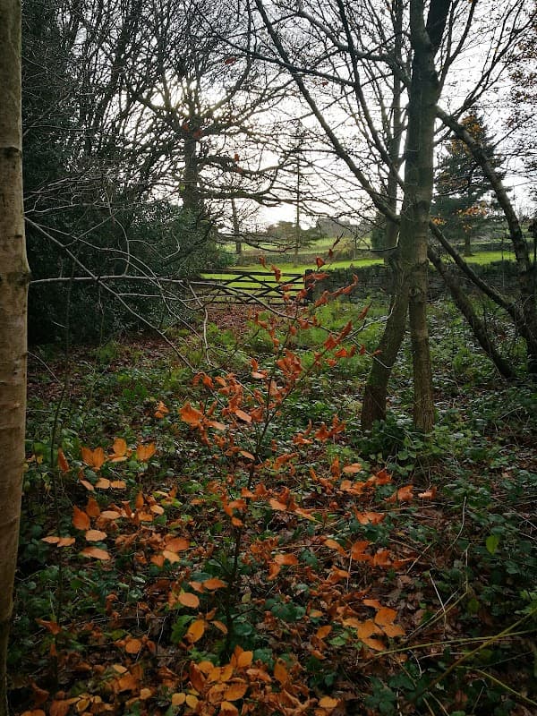 Autumn foliage among trees in a wooded area, with a grassy field visible in the background.