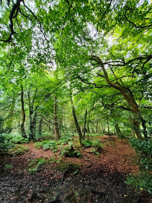 Lush green trees and ferns in Grenoside Woods, with dappled sunlight filtering through the dense canopy.