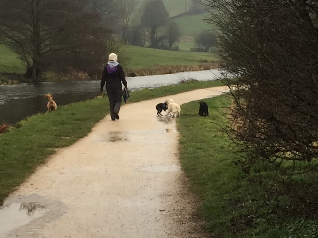 A person walking dogs along a path by a river, surrounded by greenery and hills in a misty landscape.