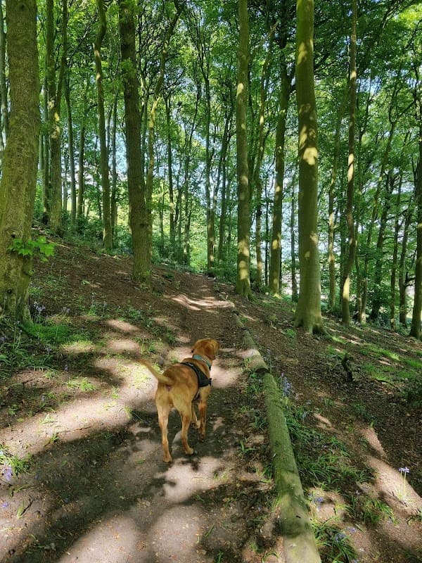 A dog walking along a sunlit path through a lush, green woodland with tall trees and bluebells.
