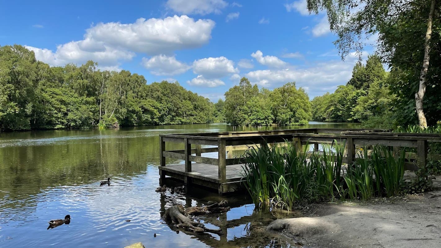 Serene lake surrounded by lush greenery, wooden pier, ducks swimming, and a bright blue sky with fluffy clouds.