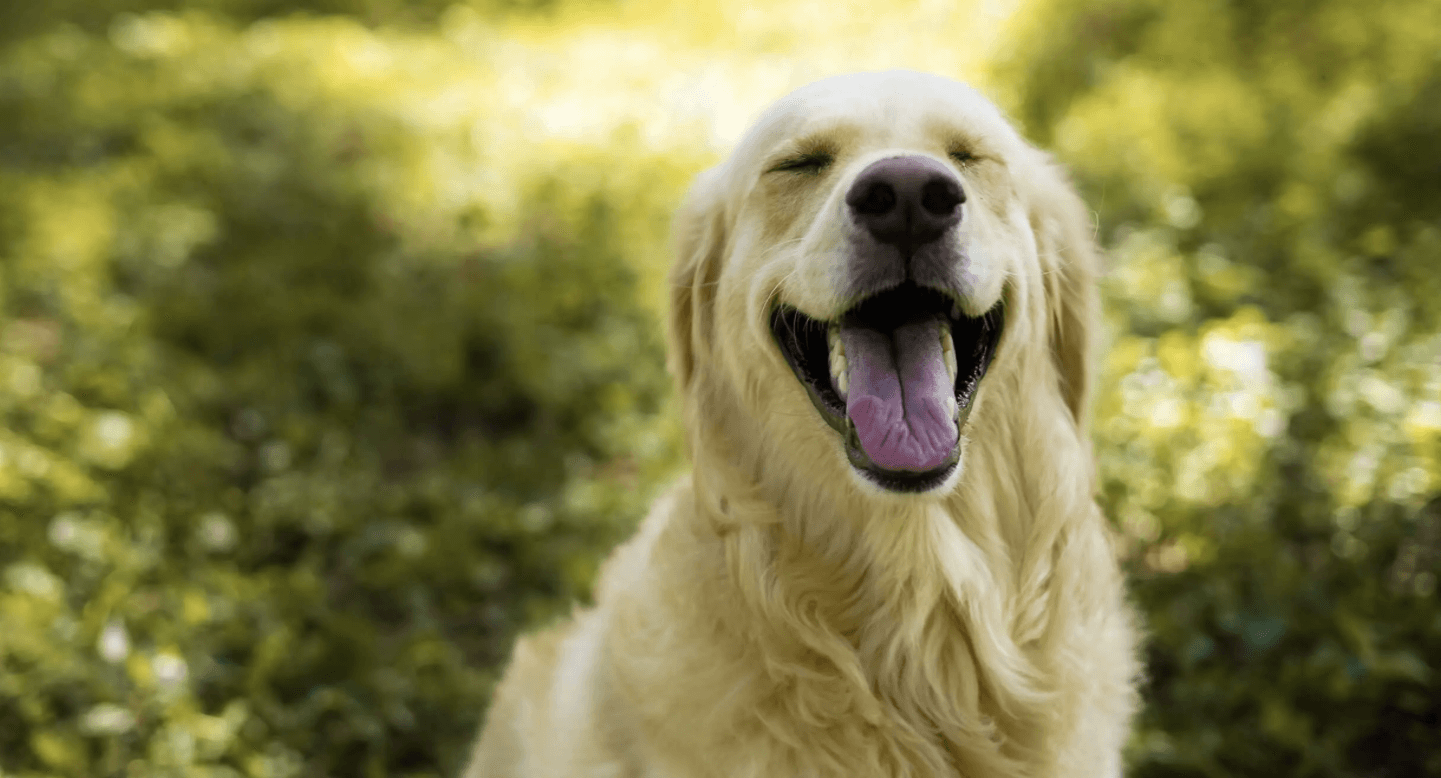 4Paws Pet Insurance - Insurance in harrogate