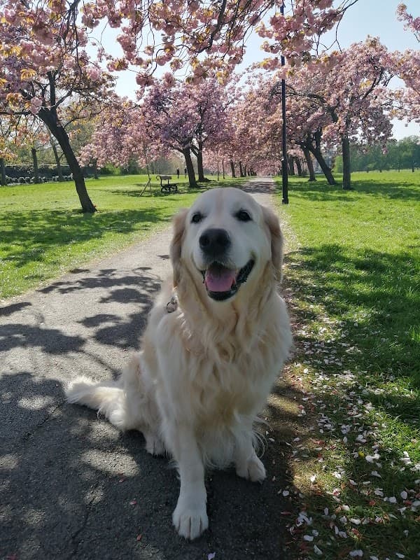 Harlow Kennels & Cattery - Vets in harrogate