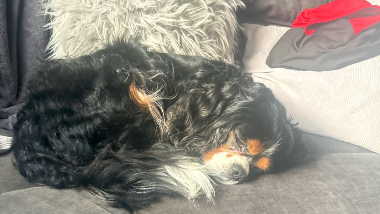 A black and tan Cavalier King Charles Spaniel sleeping curled up on a cozy couch with fluffy pillows.