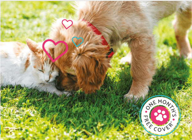 NCI Vetcover - Insurance in harrogate