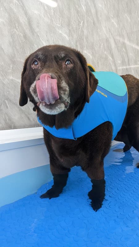 The Harrogate Vet Physio Hydrotherapy Centre - Vets in harrogate