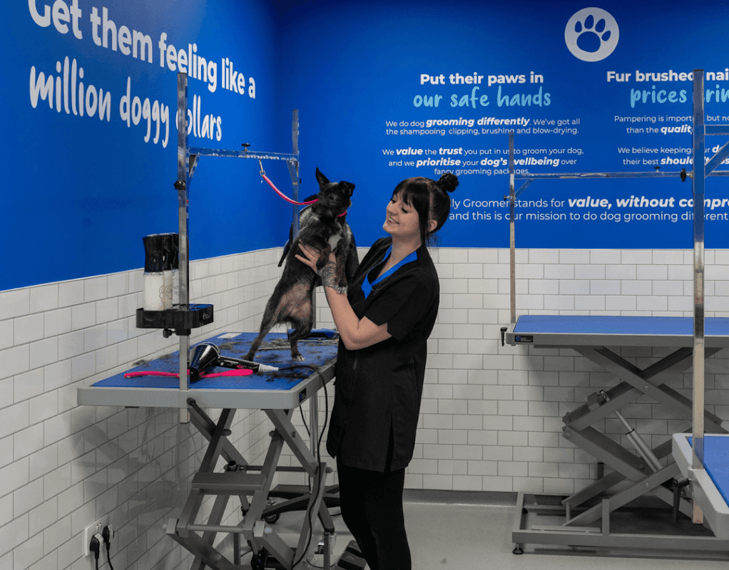 A groomer holding a small dog in a bright, blue pet grooming shop with grooming tables and motivational wall text.