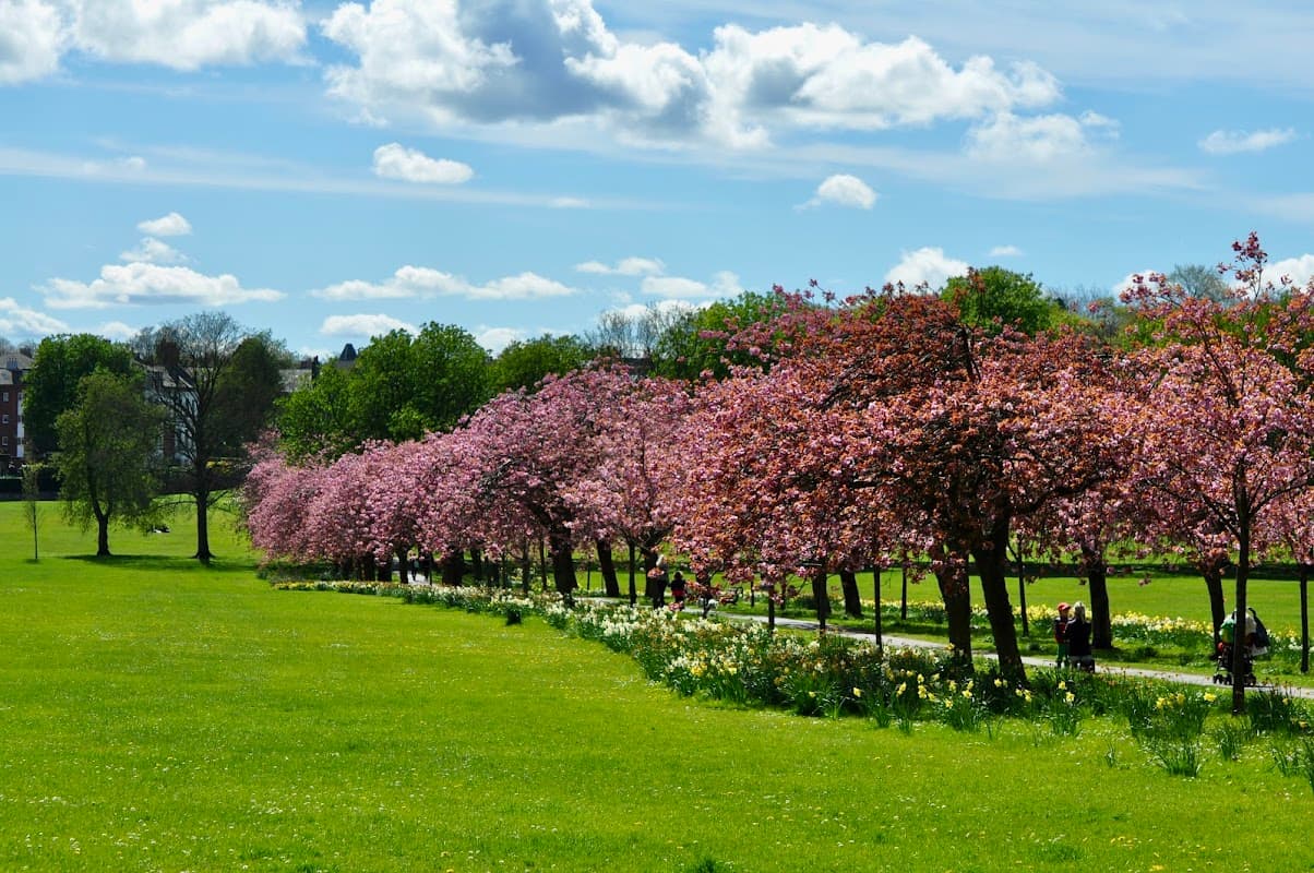 Blossoming cherry trees line a green park, with bright flowers and people enjoying the sunny day under a blue sky.
