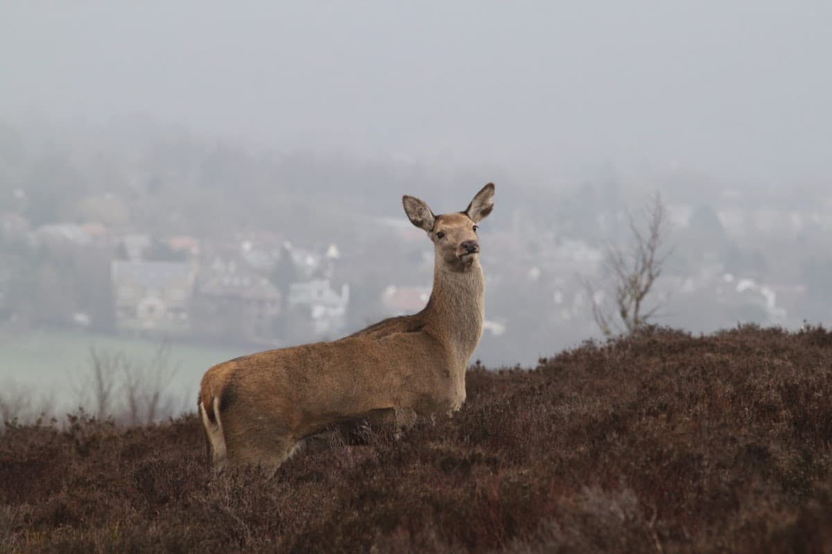 Blacka Moor Nature Reserve - Nature Reserves in hathersage
