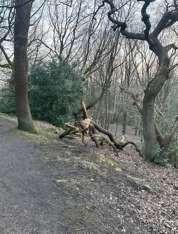 Velociraptor Tree - Historic Site in headingley