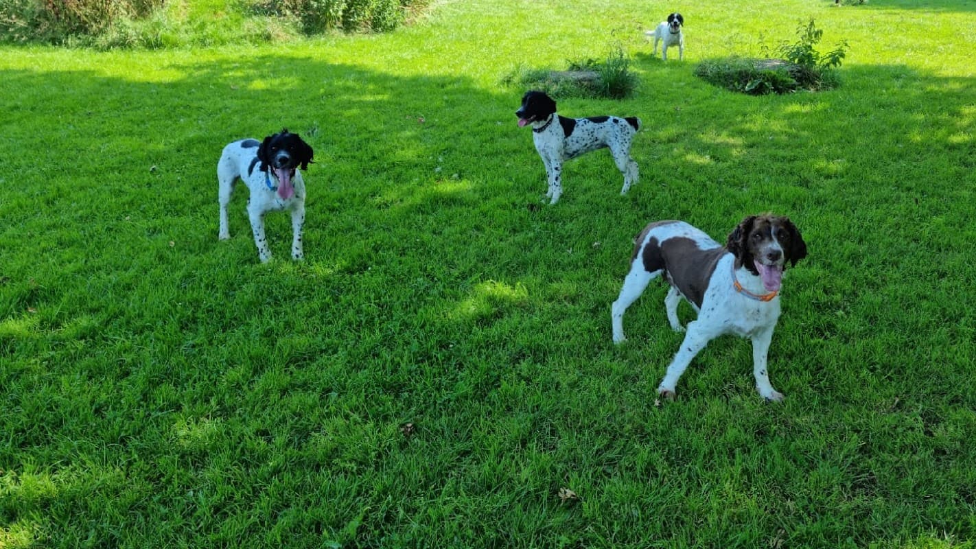 Four dogs play on lush green grass at a secure hillside dog park in Hebden Bridge, Yorkshire.