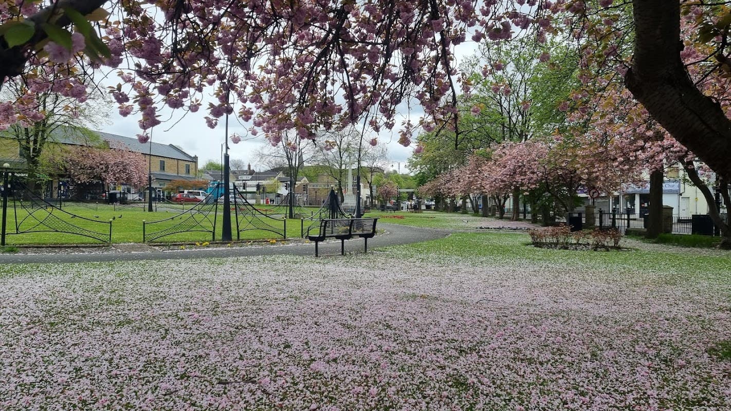 Cherry blossom trees in bloom, pink petals covering the ground, benches, and a green park area in Heckmondwike.