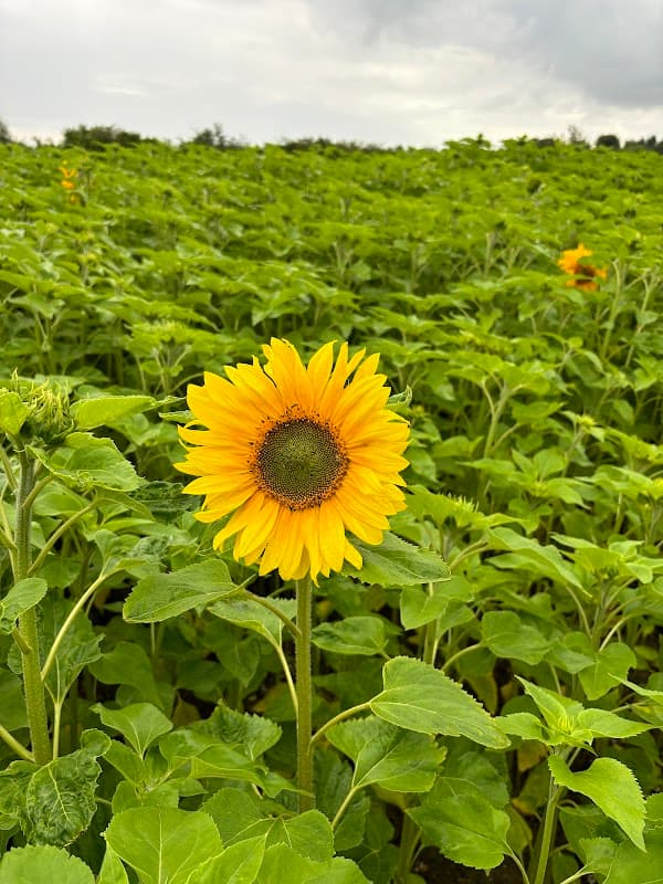 Sandy Bottom Farm - Attraction in hedon
